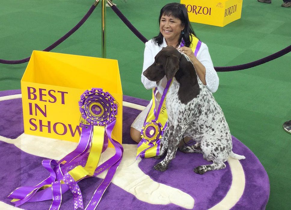 German Shorthaired Pointer Wins 140th Westminster Kennel Club Dog Show