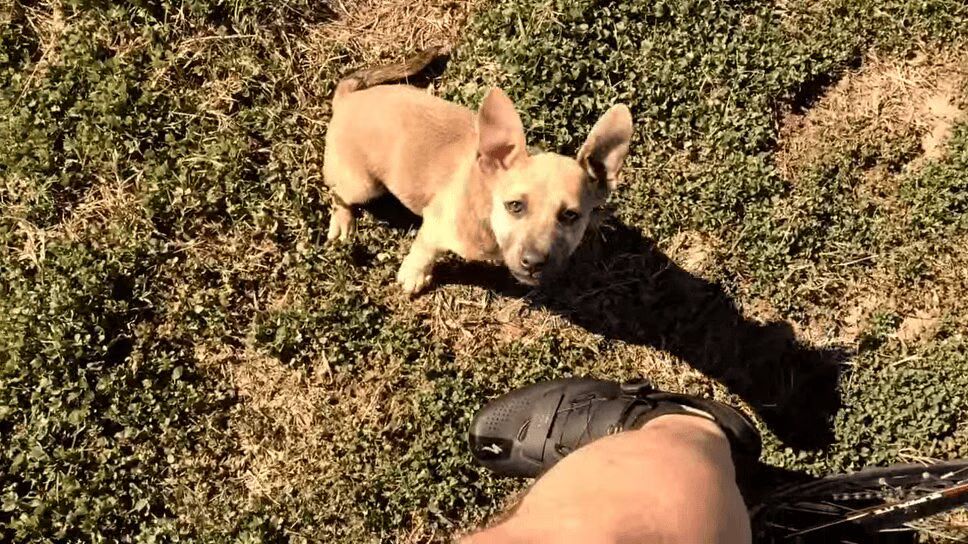 Man Finds Adorable Abandoned Puppy In the Middle of Nowhere (VIDEO)