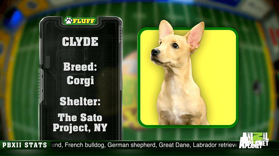 Meet the Adorable Dogs Competing in Puppy Bowl XII (VIDEO)