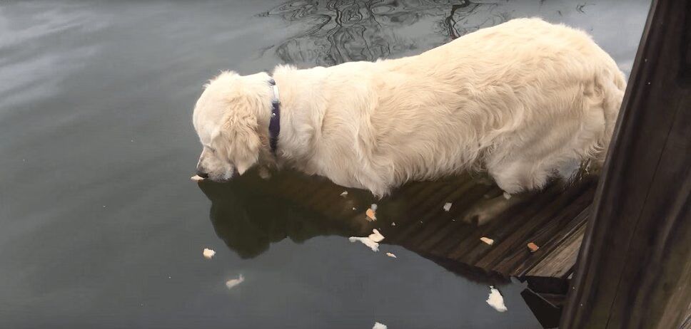 Patient Dog Proves To Be An Amazing Fisherman! (VIDEO)