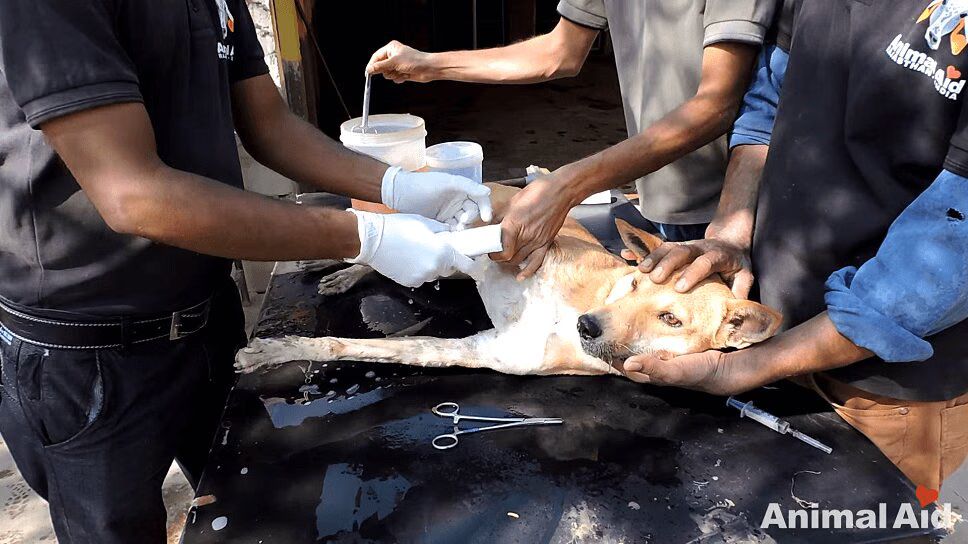 Poor Injured Dog Rescued from Wire Cutting Into Leg (VIDEO)