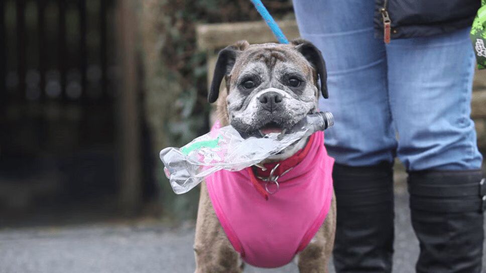 Precious Boxer Pup Picks Up Litter On Every Walk (VIDEO)