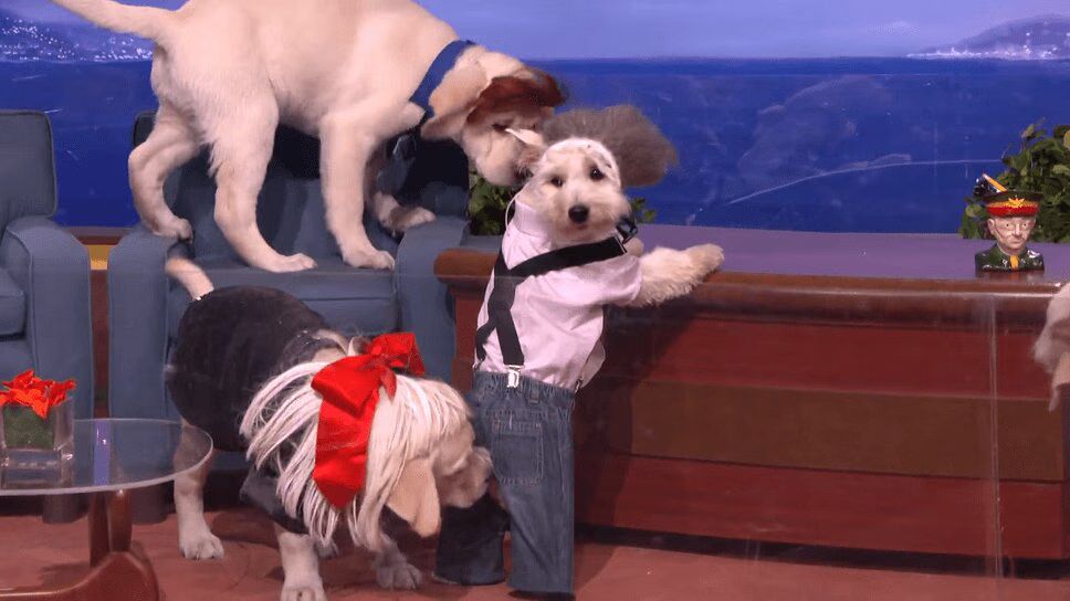 Puppy Conan O'Brien Show Has Adorable Versions of Sia, Donald Trump, More (VIDEO)