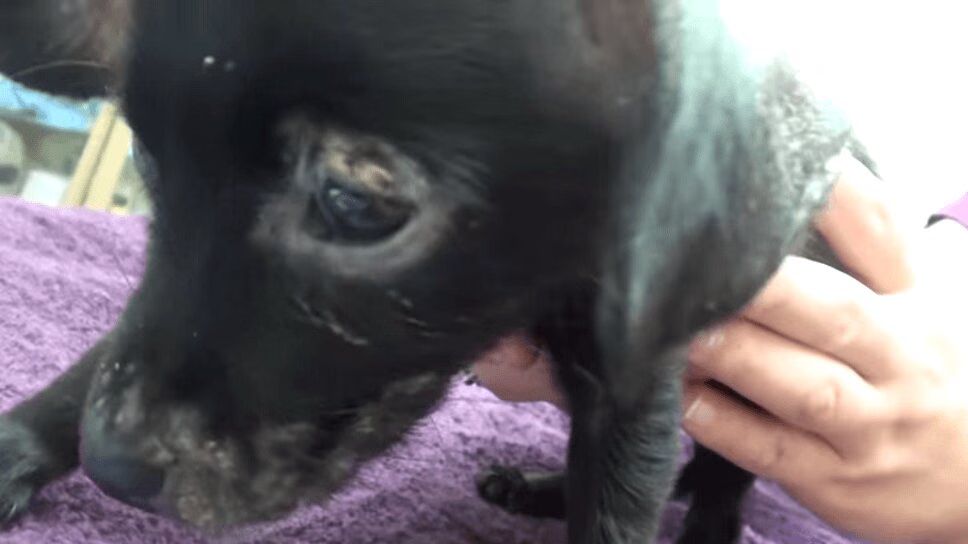 Tiny Pup With Skin Condition Cured - Watch Her Amazing Recovery! (VIDEO)