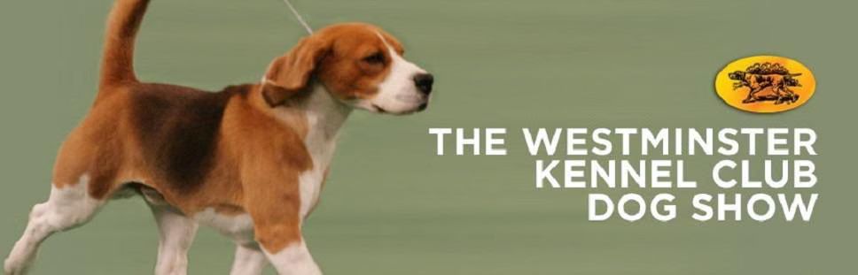 What's On TV Tonight - Westminster Kennel Club Dog Show, 'Agent Carter' on Tuesday