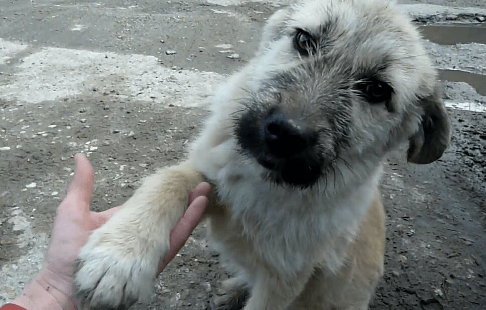 Adorable Abandoned Puppy Rescued From Busy Street (VIDEO)