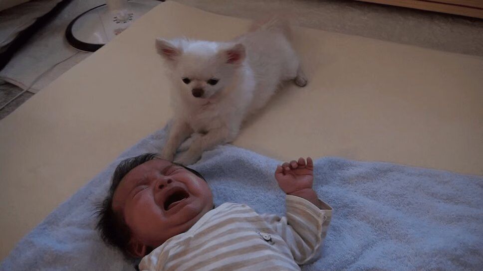Adorable Chihuahua Offers Dog Treat To Crying Baby (VIDEO)