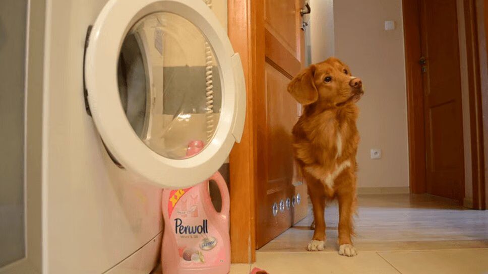 Adorable Dog Does Laundry, Because Why Not (VIDEO)