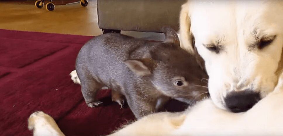 Adorable Dog Gets Grooming Help From Cute Little Wombat (VIDEO)