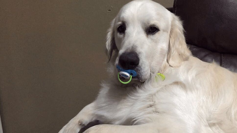 Adorable Dog Refuses to Give Up Baby Pacifier (VIDEO)
