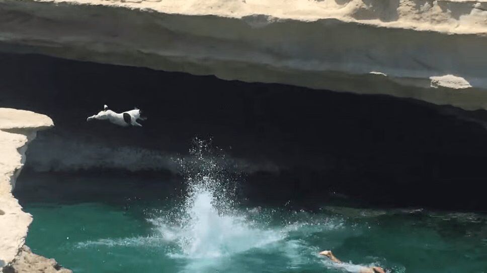 Adorable Jack Russell Terrier Dives Off Cliff in Italy! (VIDEO)