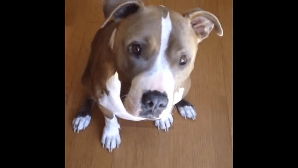 Adorable Pit Bull Not Fooled By Veggie Treat (VIDEO)