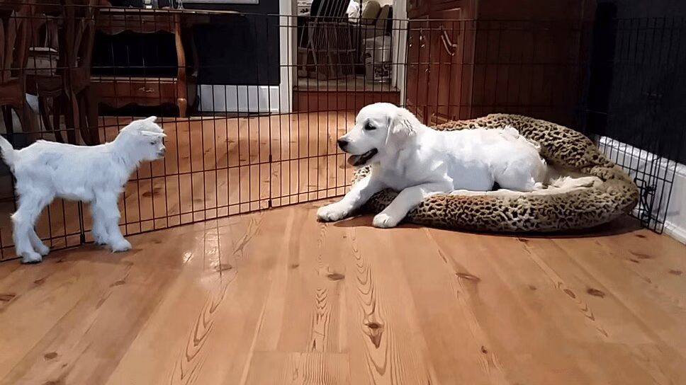 Adorable Puppy Meets Baby Goat for First Time (VIDEO)