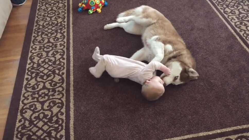 Adorable Siberian Husky Bonds With 7-Month-Old Baby (VIDEO)