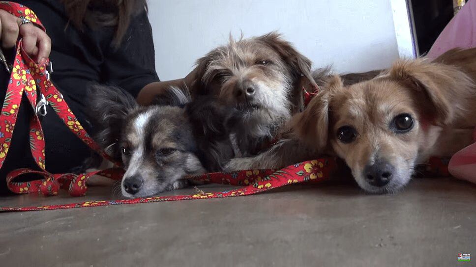 Adorable Trio of Abandoned Dogs Rescued From Streets (VIDEO)