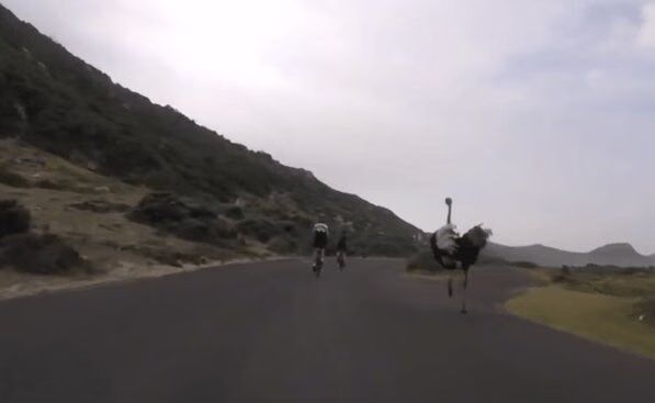 Angry-Ostrich-Chases-Down-Cyclists-Too-Funny-VIDEO.avif