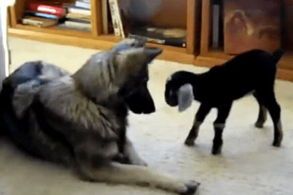 Best-Of-Dogs-vs.-Baby-Goats-Compilation-Video-Its-War.png