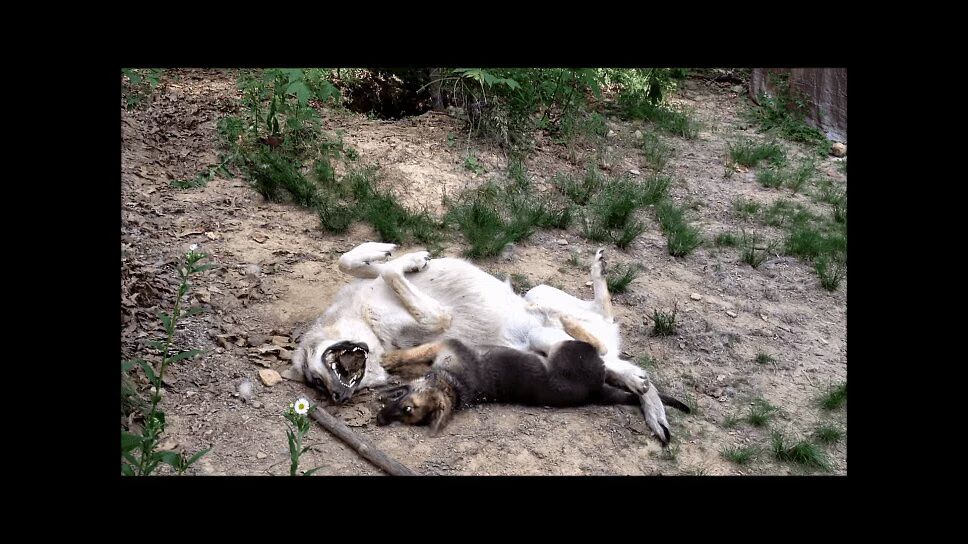 Big Bad Wolf Plays With Adorable Little Puppy (VIDEO)