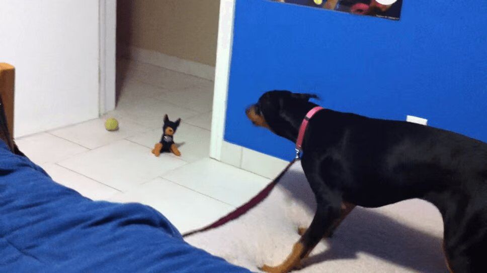 Big Old Doberman Is Scared Of Tiny Little Dog Toy (VIDEO)