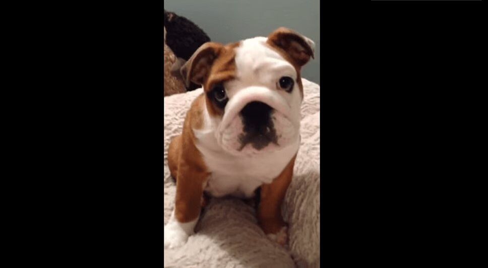 Celebrate National Puppy Day With This Adorable English Bulldog (VIDEO)