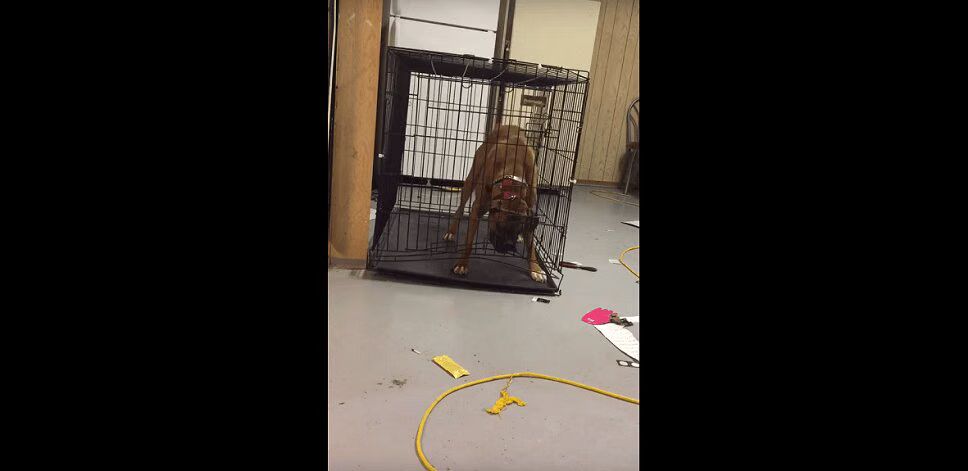 Crafty Dog Finds Clever Way To Escape Cage (VIDEO)