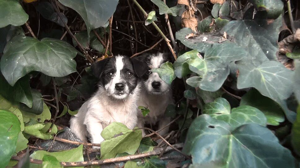 Five Orphaned Puppies Rescued - Watch the Amazing Transformation! (VIDEO)