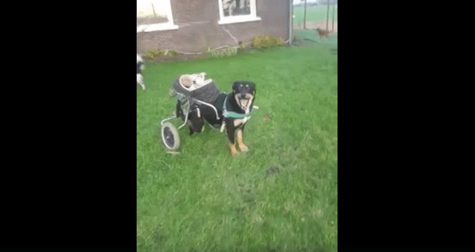 Handicapped Dog Carries Blind, Deaf Bestie In Wheelchair - So Sweet! (VIDEO)