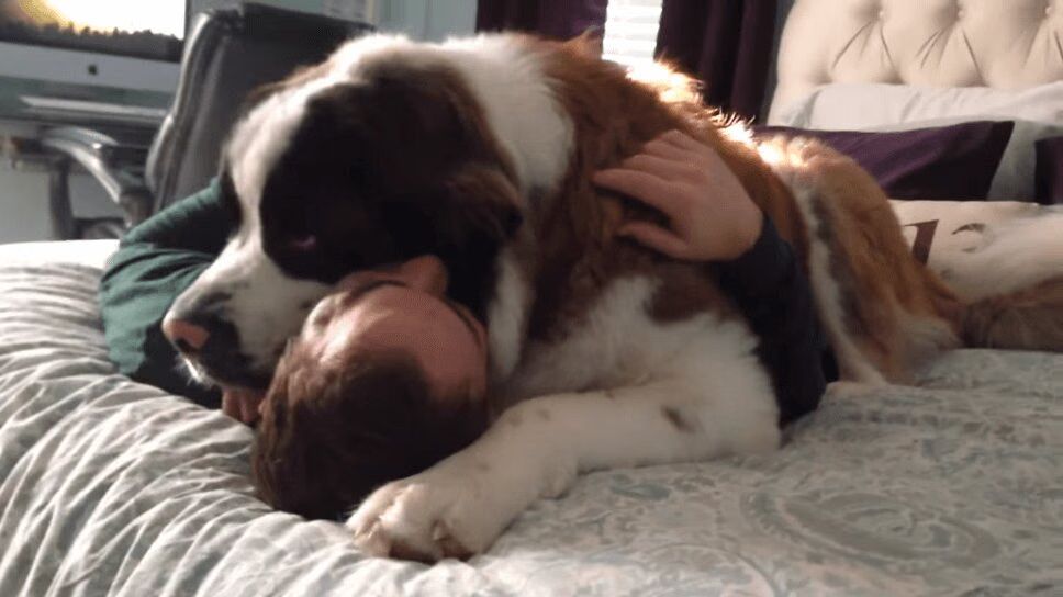 Huge Saint Bernard Is One Adorably Needy Dog (VIDEO)