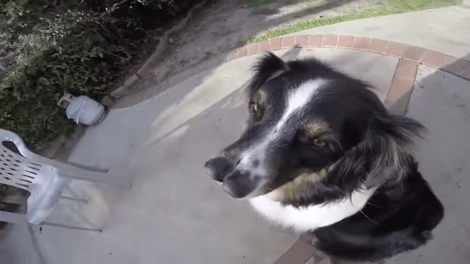Incredible Two-Nosed Dog Rescued From Being Put Down (VIDEO)