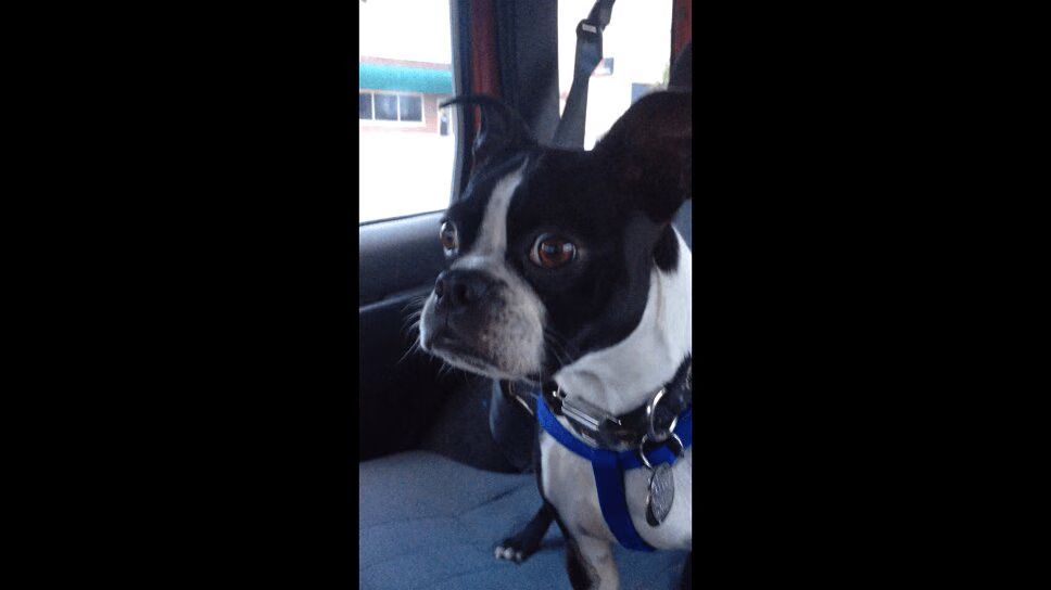 Precious Dog Impersonates Goat and a Dolphin - So Funny! (VIDEO)