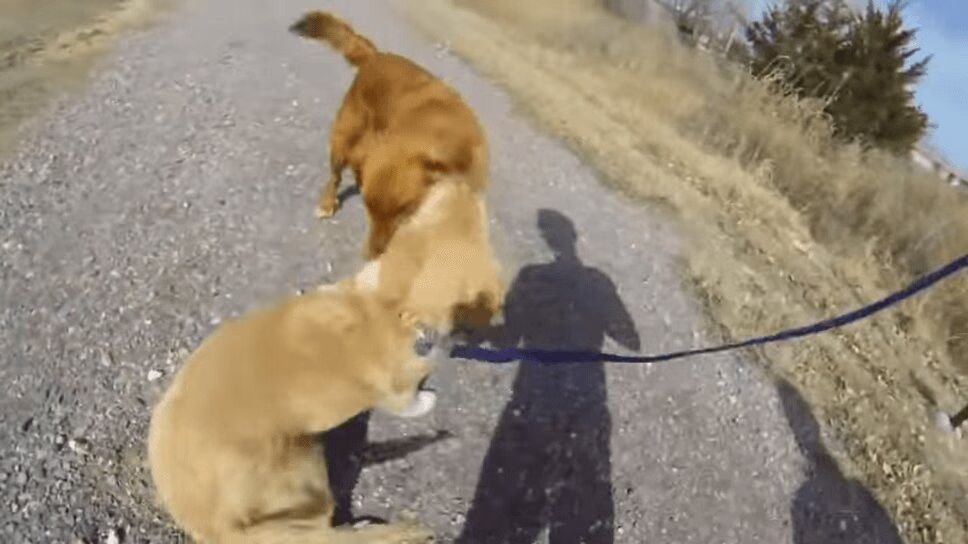 Precious Puppy Reunites With Mother for First Time Since Adoption (VIDEO)