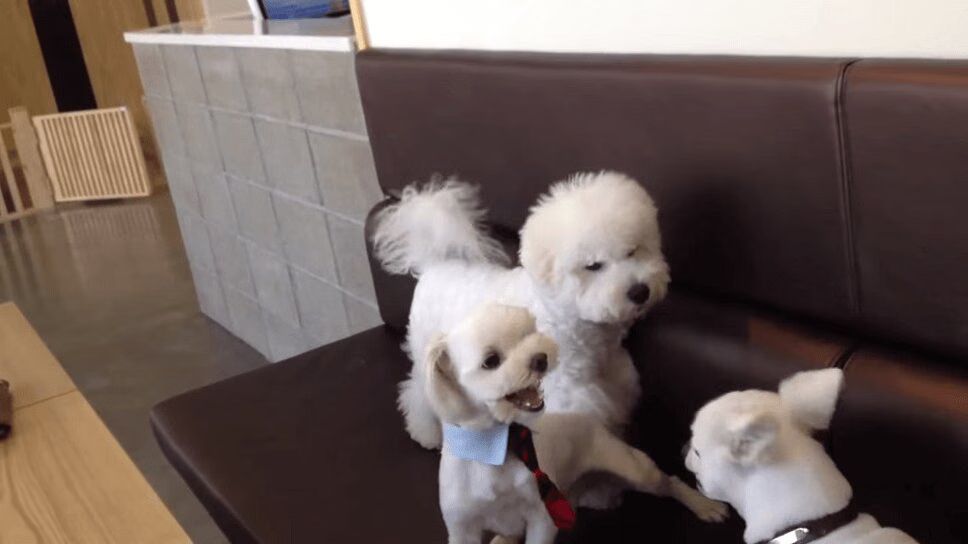 Adorable Dog Breaks Up Puppy Fight, Because Someone Has To Be Responsible (VIDEO)