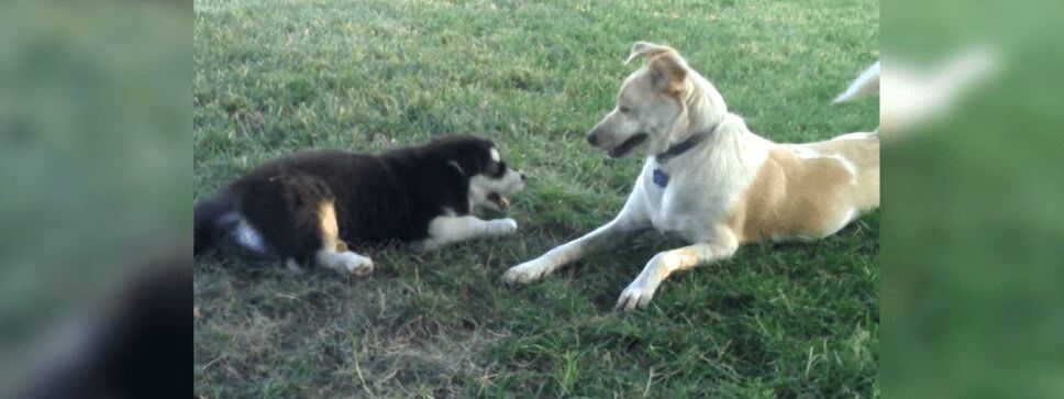 Adorable Dog Gets Enthusiastic Puppy To Quiet Down (VIDEO)