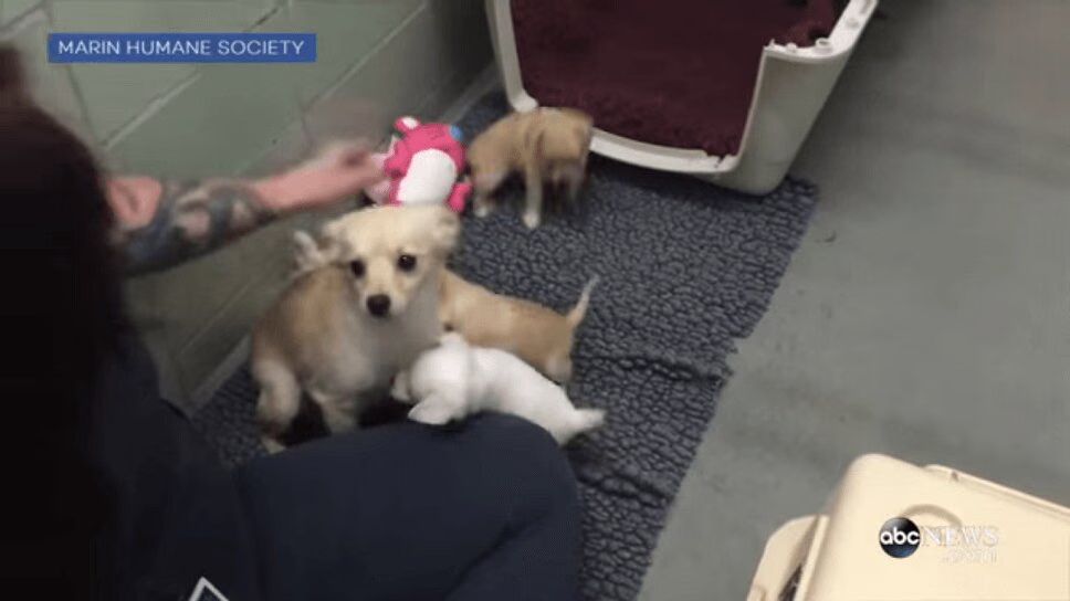 Adorable Dog Reunited With Her Precious Puppies (VIDEO)
