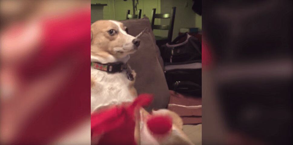 Adorable Dog Won't Admit Guilt - Too Cute! (VIDEO)