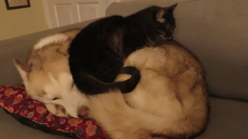 Adorable Husky Becomes Impromptu Bed for Sleepy Cat (VIDEO)