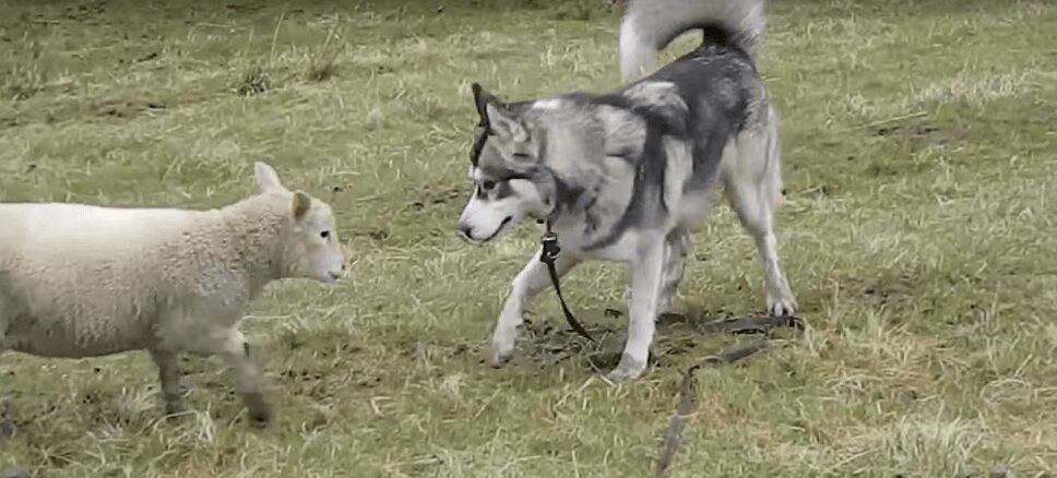 Adorable Husky Enjoys Play Time With a Little Lamb (VIDEO)
