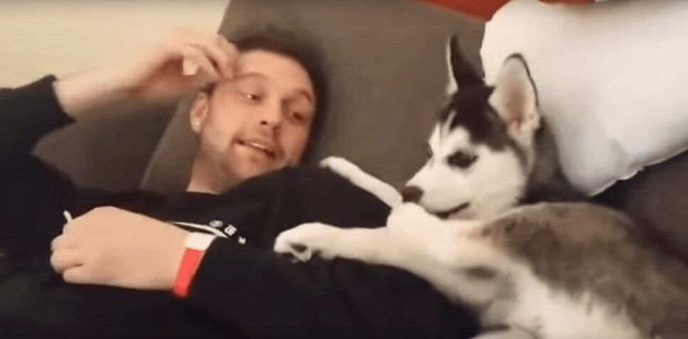 Adorable Husky Puppy Gets Into Argument With Owner! (VIDEO)