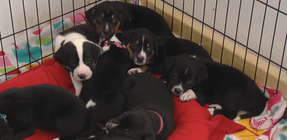 Adorable Puppies Named for Heroic Fallen Officers (VIDEO)