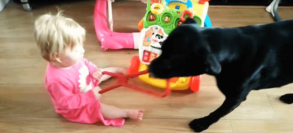 Babies and Dogs Play Tug of War In Adorable Compilation (VIDEO)