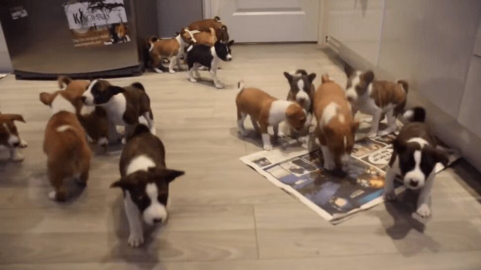 Celebrate National Pet Day With These 16 Adorable Basenji Puppies! (VIDEO)
