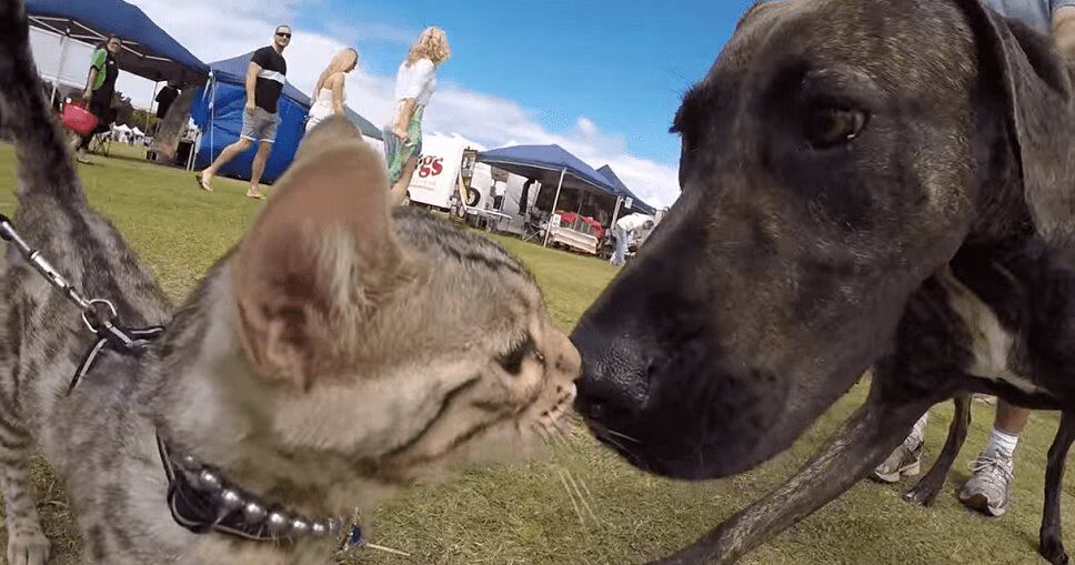 Curious Cat Meets 50 Adorable Dogs at a Dog Show! (VIDEO)