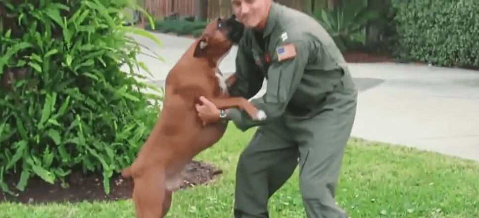 Dogs Reuniting With Soldiers Will Melt Your Heart (VIDEO)