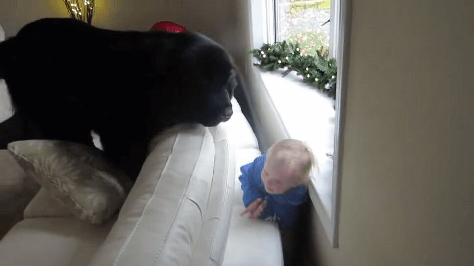 Lovable Giant Dog Plays Hide and Seek With Little Girl (VIDEO)