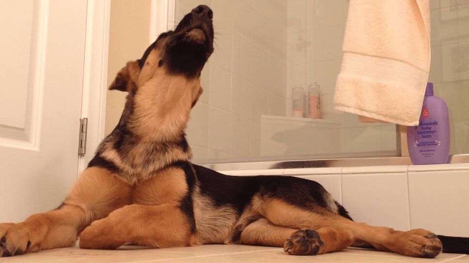 Precious German Shepherd Sings With His Owner - So Cute! (VIDEO)
