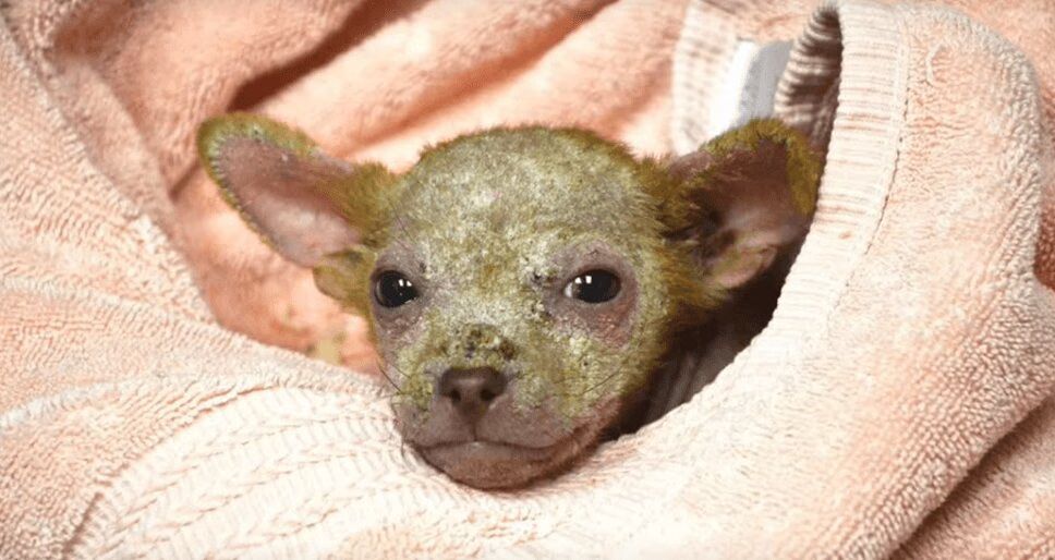 Precious Puppy Left In McDonald's Dumpster Earns Super-Sized Rescue (VIDEO)