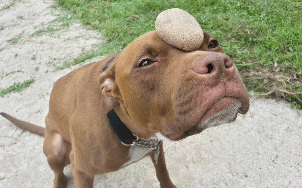 Pitbull Rock Oliver Dog