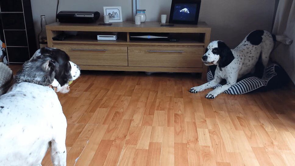 Two Adorable Dogs Risk Lifelong Friendship Over Tennis Ball (VIDEO)