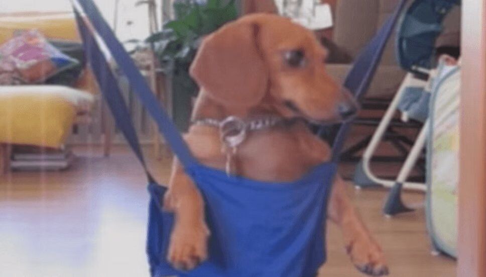 Adorable Compilation Proves Dachshunds Are Awesome (VIDEO)