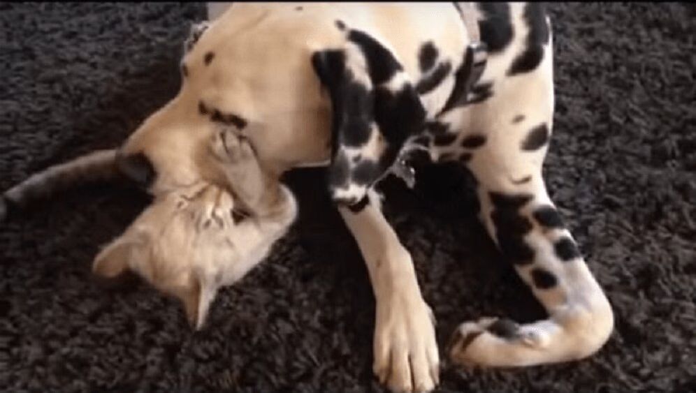 Adorable Dalmatian Has Had It With Annoying Kitten (VIDEO)